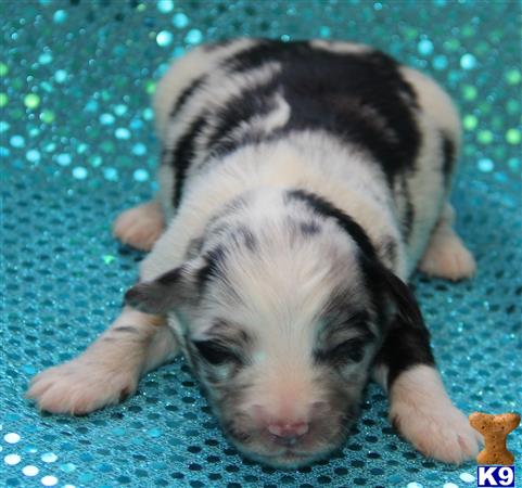 Miniature Australian Shepherd